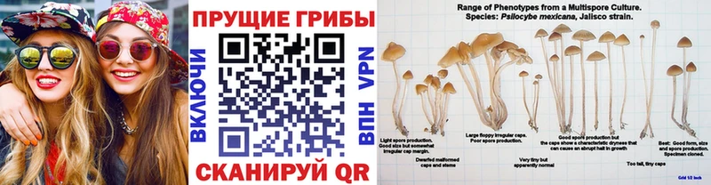 МЕГА ссылки  Чегем  Галлюциногенные грибы Cubensis 